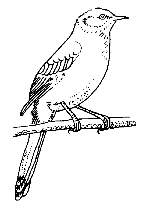 Mockingbird coloring #16, Download drawings