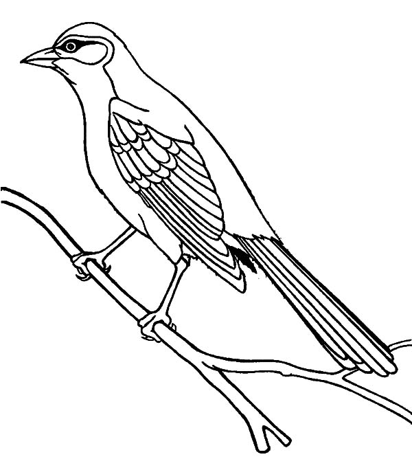 Mockingbird coloring #15, Download drawings