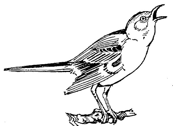Mockingbird coloring #17, Download drawings