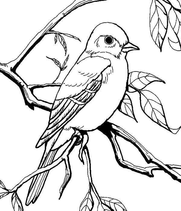 Mockingbird coloring #1, Download drawings