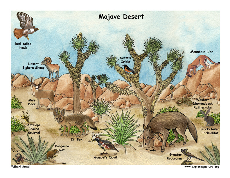 Mojave Desert coloring #9, Download drawings