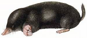 Mole clipart #11, Download drawings