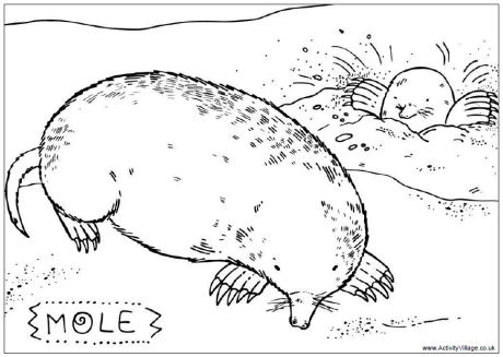 Mole coloring #5, Download drawings
