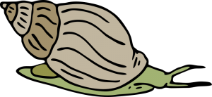 Mollusc clipart #12, Download drawings
