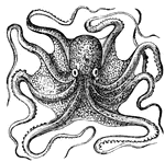 Mollusc clipart #3, Download drawings