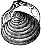 Mollusc clipart #8, Download drawings