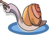 Mollusc clipart #18, Download drawings