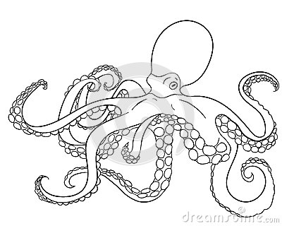 Mollusc coloring #16, Download drawings