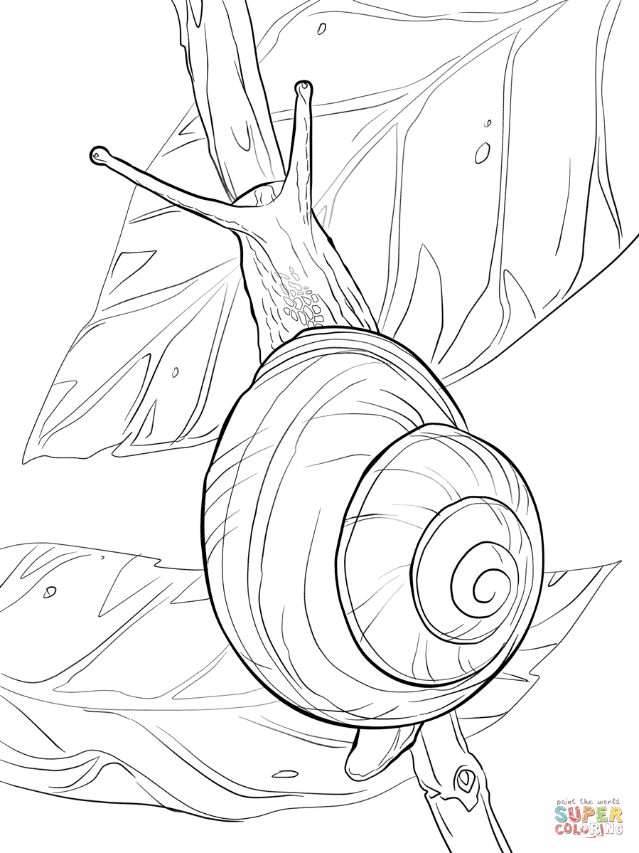 Mollusc coloring #3, Download drawings
