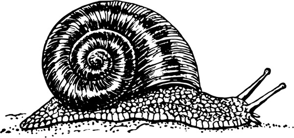 Mollusc svg #16, Download drawings