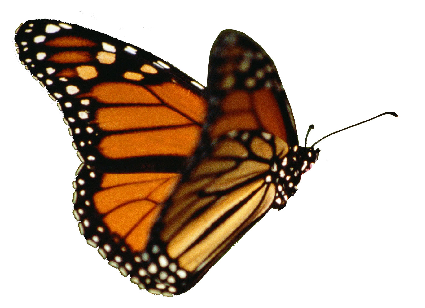 Monarch Butterfly clipart #19, Download drawings