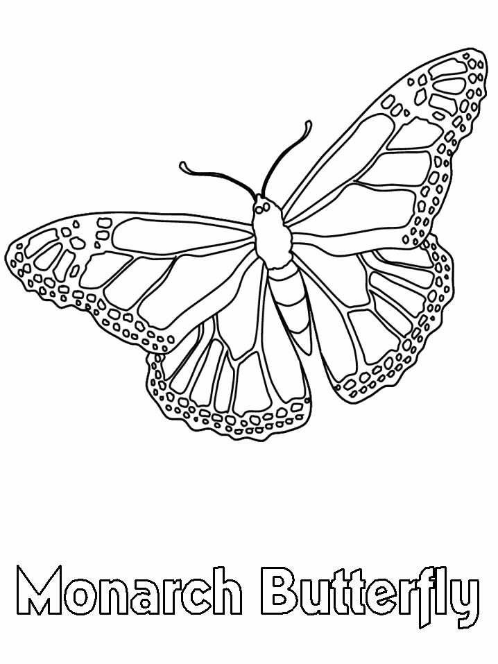 Monarch Butterfly coloring #20, Download drawings