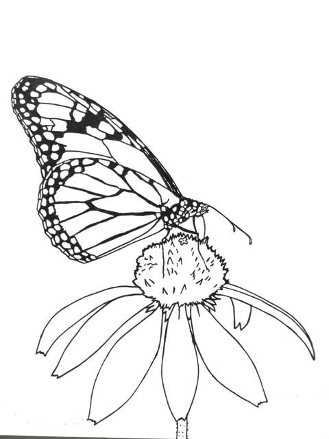Monarch Butterfly coloring #6, Download drawings
