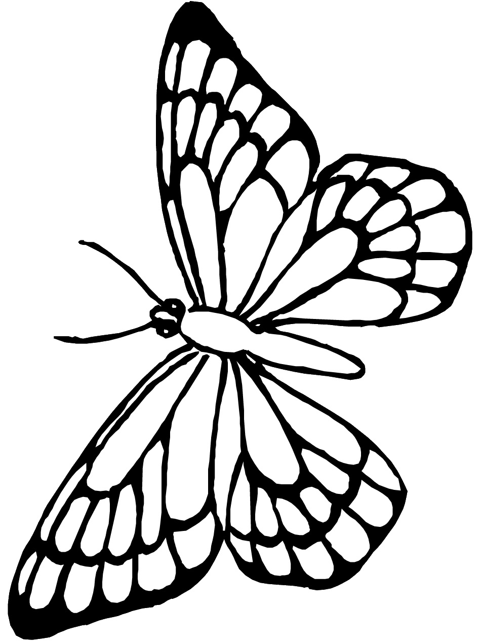Monarch Butterfly coloring #13, Download drawings