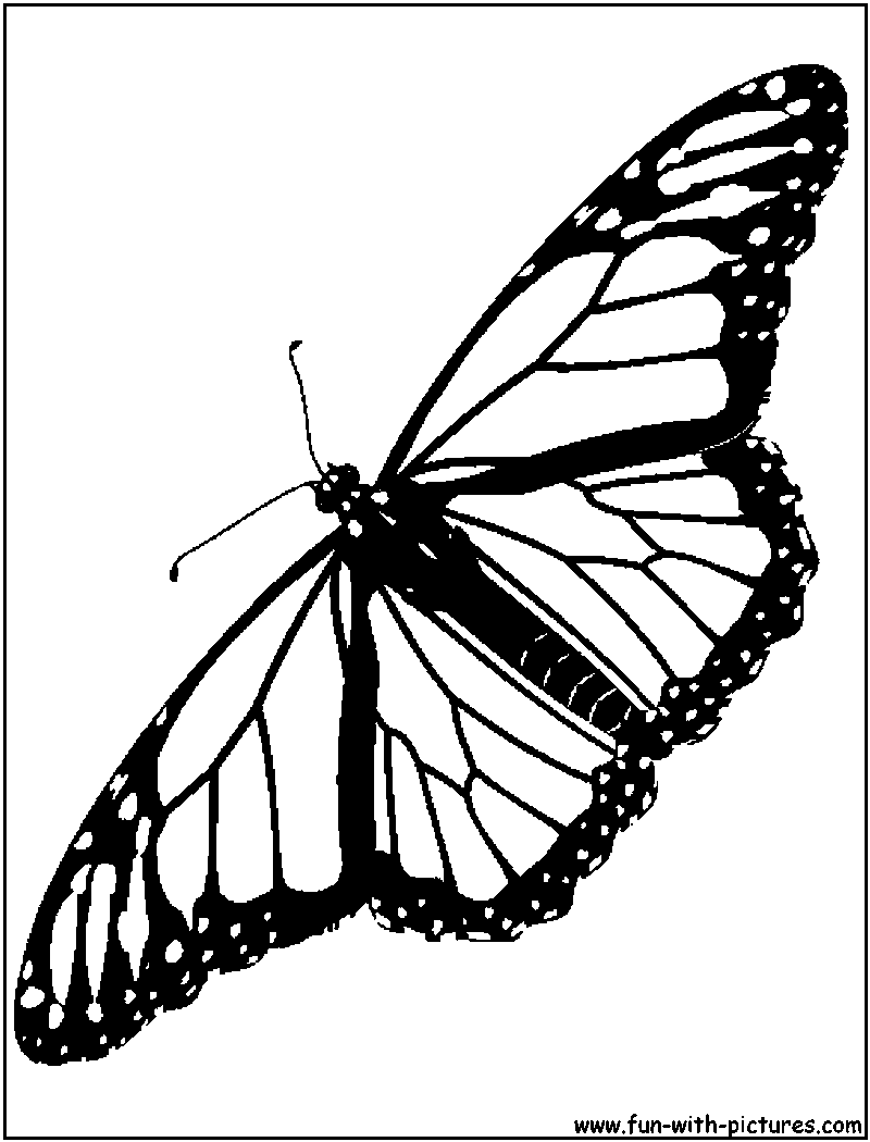 Monarch Butterfly coloring #10, Download drawings