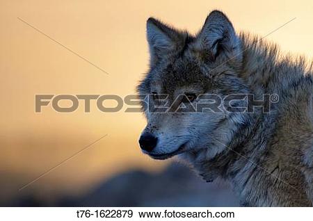 Mongolian Wolf clipart #15, Download drawings