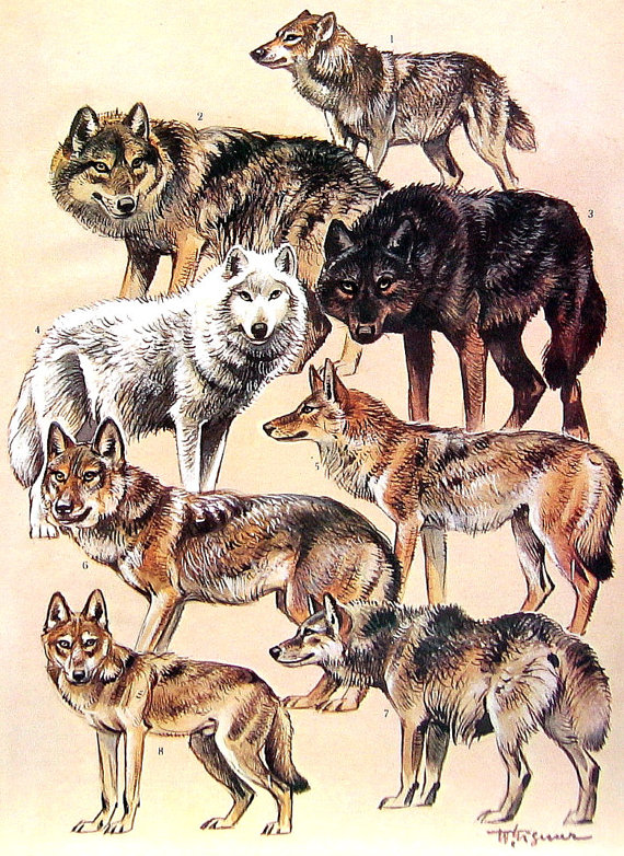 Mongolian Wolf clipart #11, Download drawings