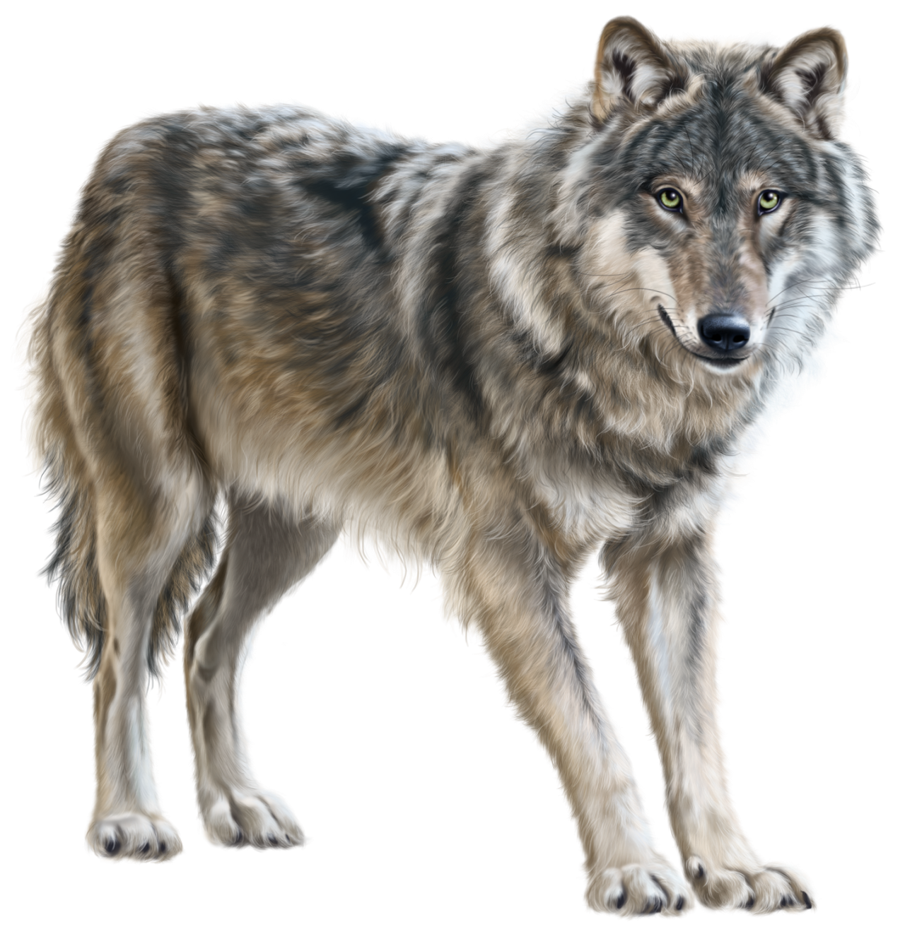 Mongolian Wolf clipart #1, Download drawings