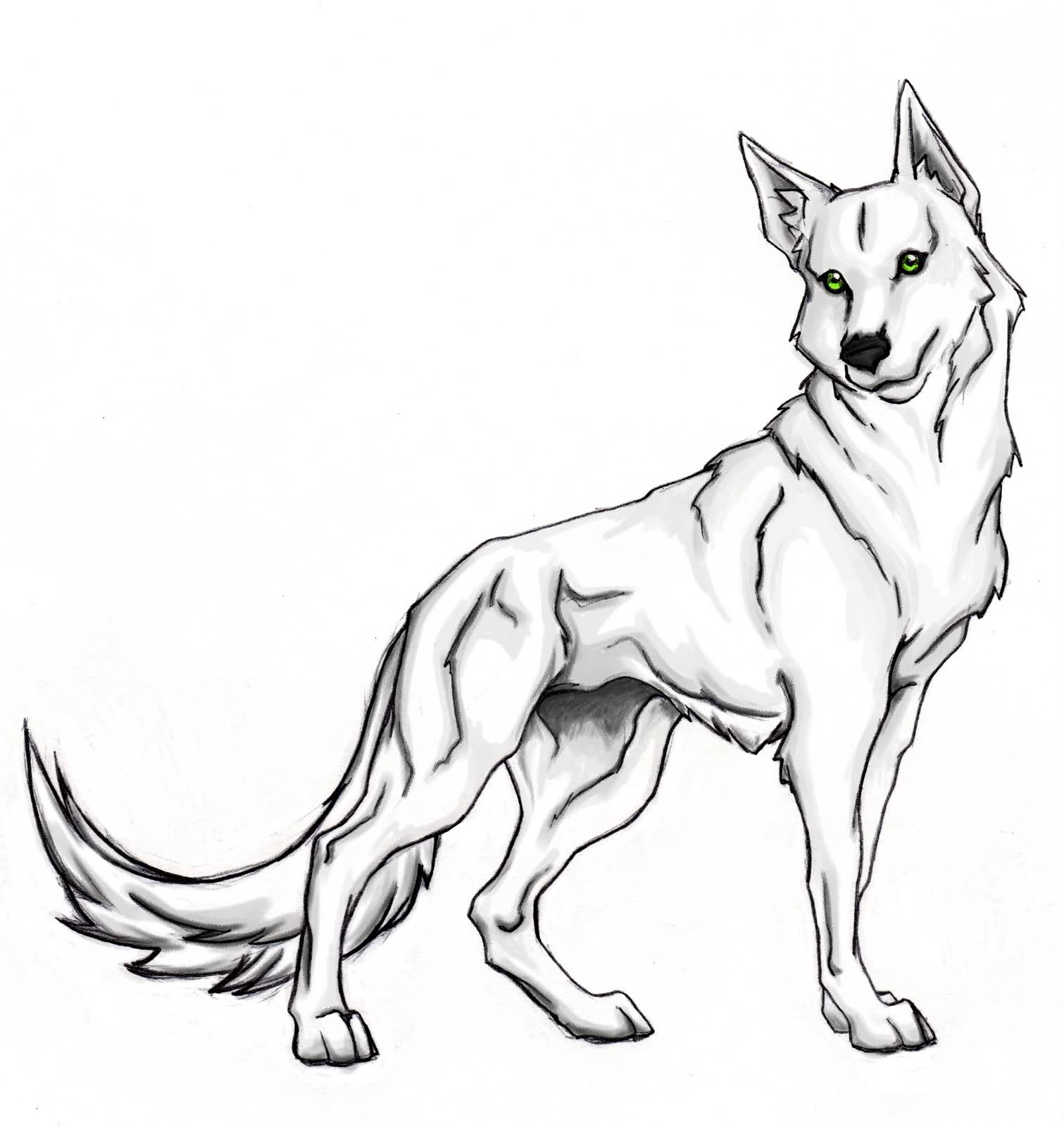Mongolian Wolf coloring #11, Download drawings