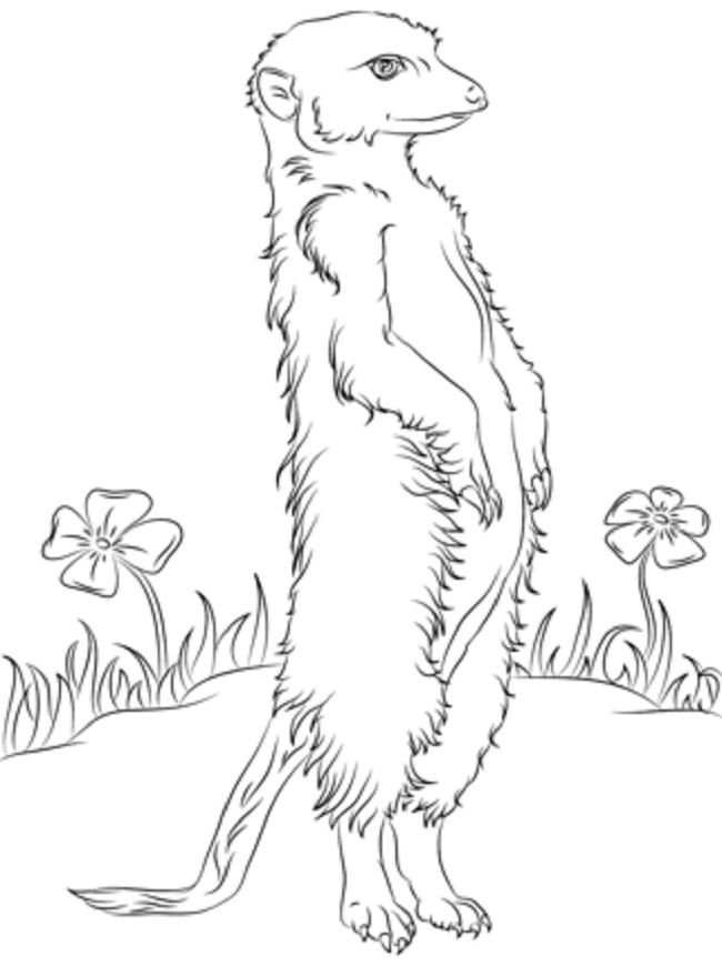 Mongoose Girl coloring #5, Download drawings