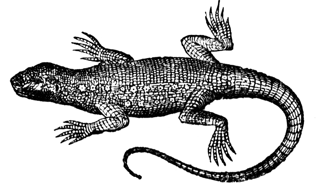 Monitor Lizard clipart #5, Download drawings