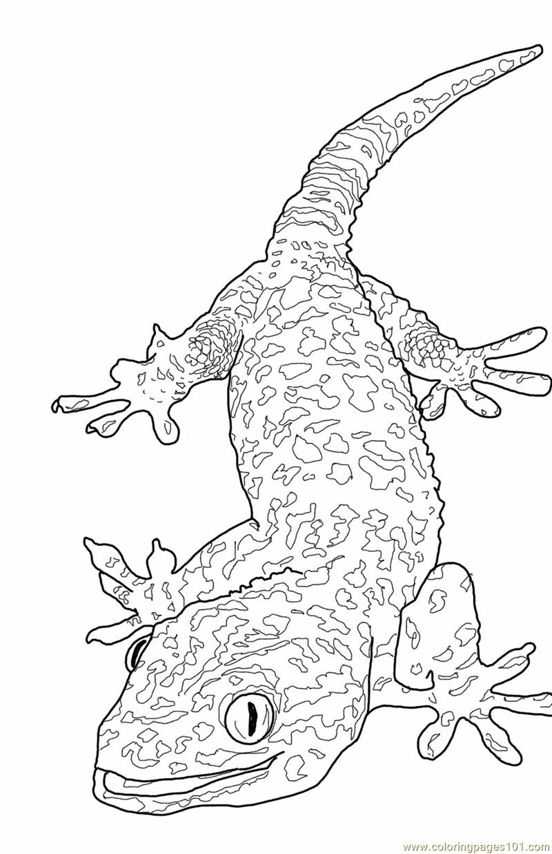 Monitor Lizard coloring #11, Download drawings
