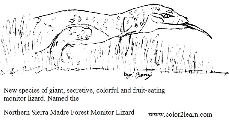Monitor Lizard coloring #2, Download drawings