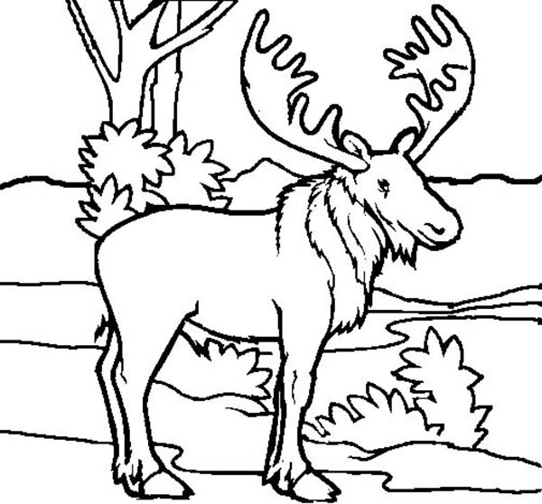 Moose coloring #12, Download drawings