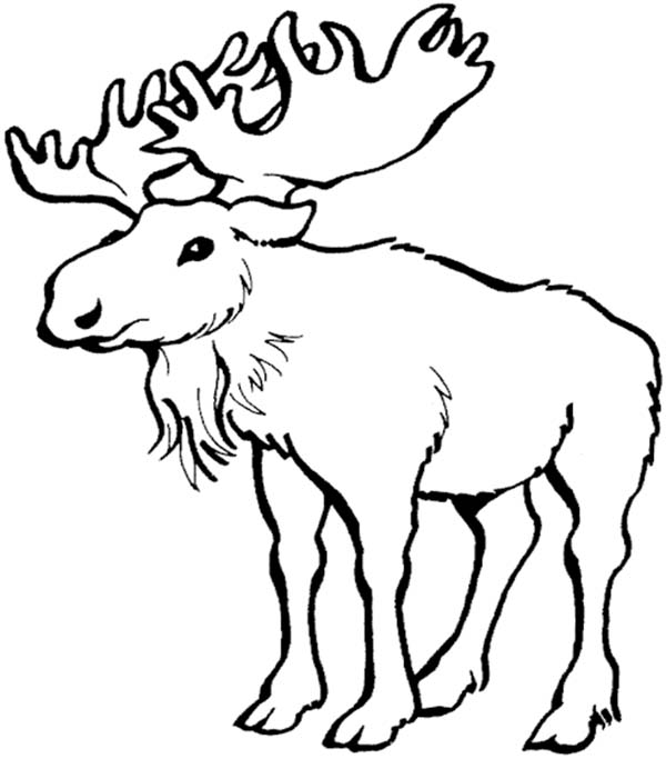 Moose coloring #9, Download drawings