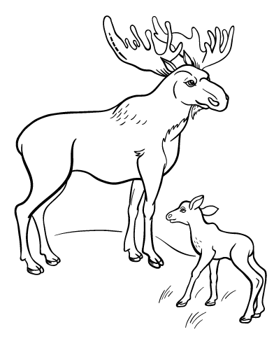 Moose coloring #8, Download drawings