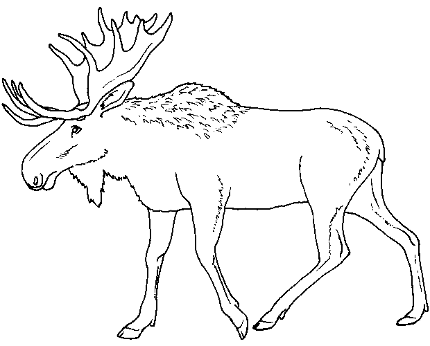 Moose coloring #17, Download drawings