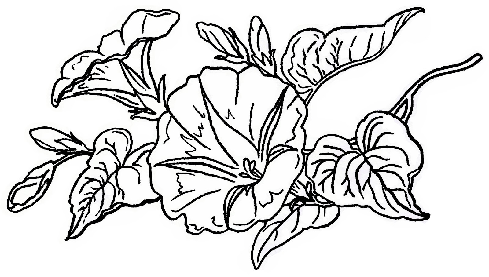 Morning Glory coloring #13, Download drawings
