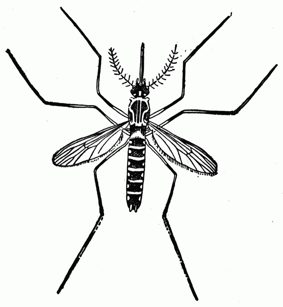 Mosquito clipart #16, Download drawings