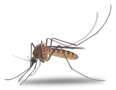 Mosquito clipart #6, Download drawings