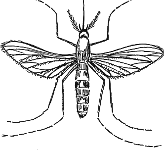 Mosquito coloring #1, Download drawings