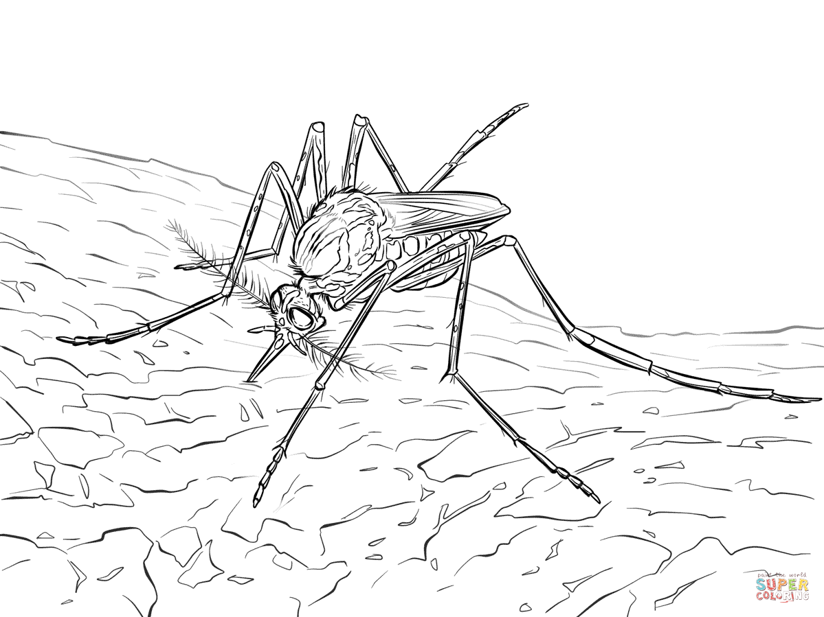 Mosquito coloring #3, Download drawings