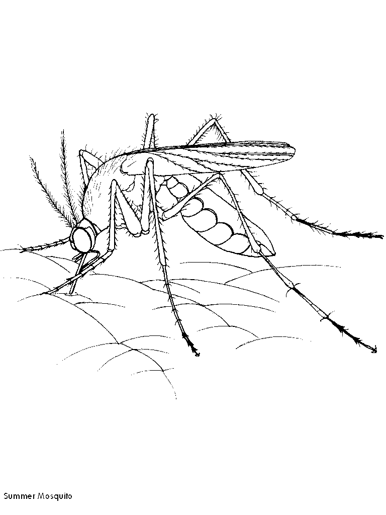 Mosquito coloring #10, Download drawings