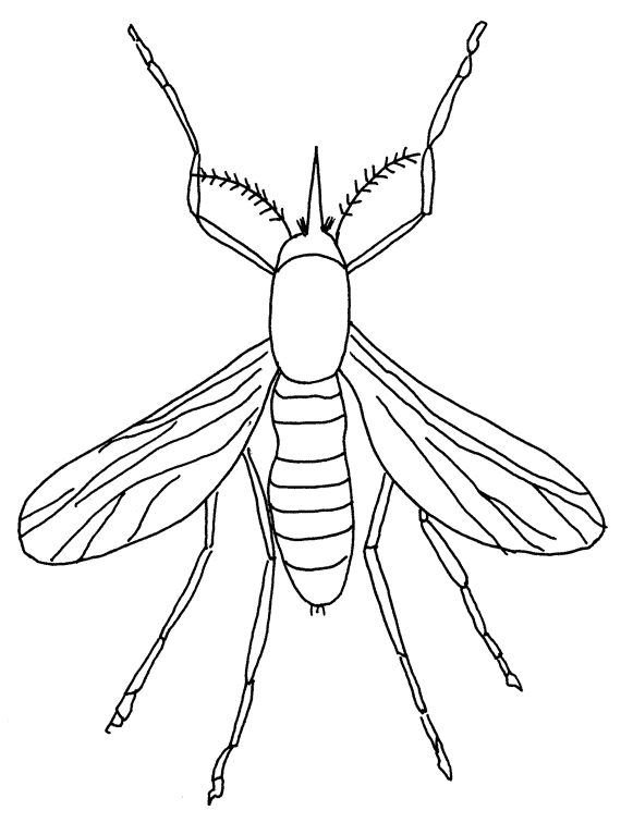Mosquito coloring #2, Download drawings