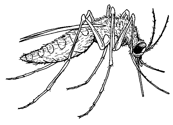 Mosquito coloring #14, Download drawings