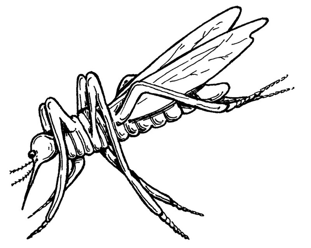Mosquito coloring #18, Download drawings
