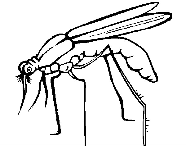 Mosquito coloring #11, Download drawings