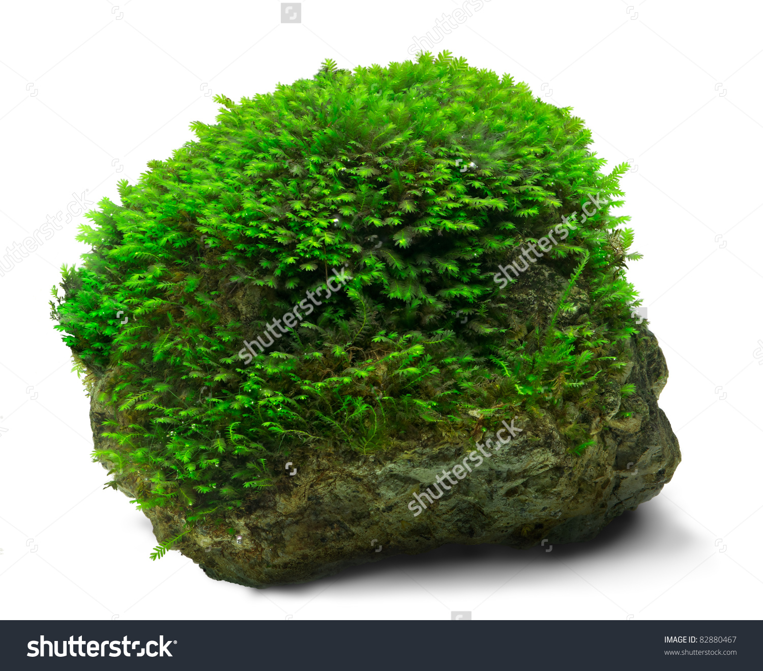 Moss clipart #12, Download drawings