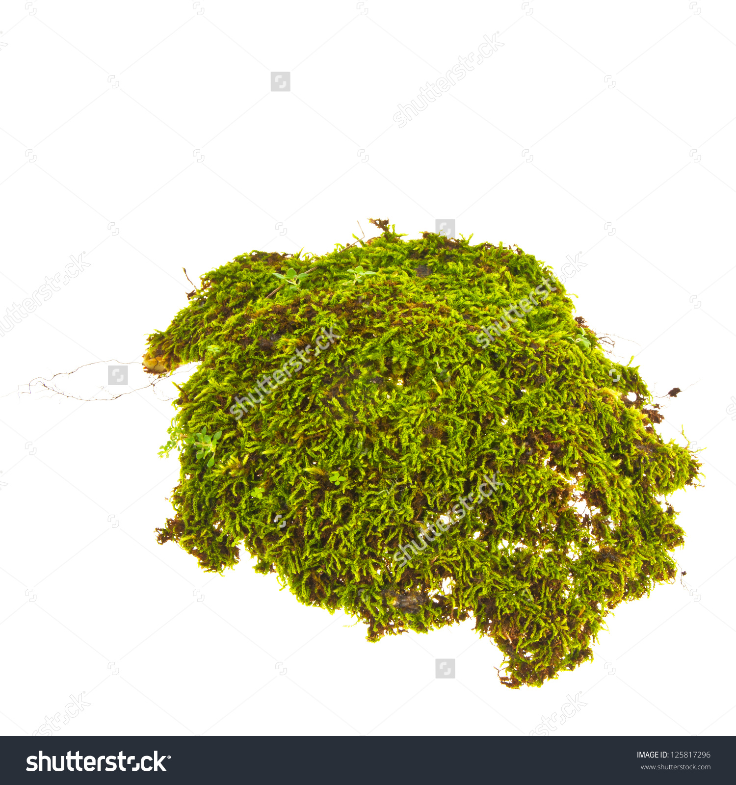 Moss clipart #9, Download drawings