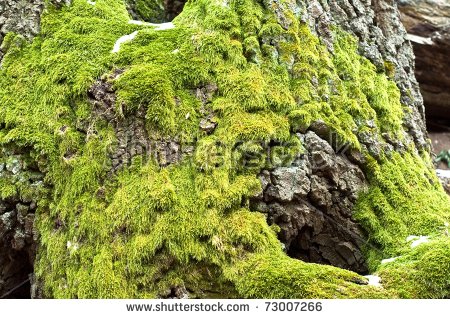 Moss clipart #5, Download drawings