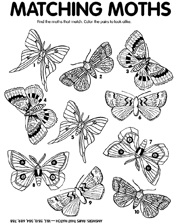 Moth coloring #19, Download drawings