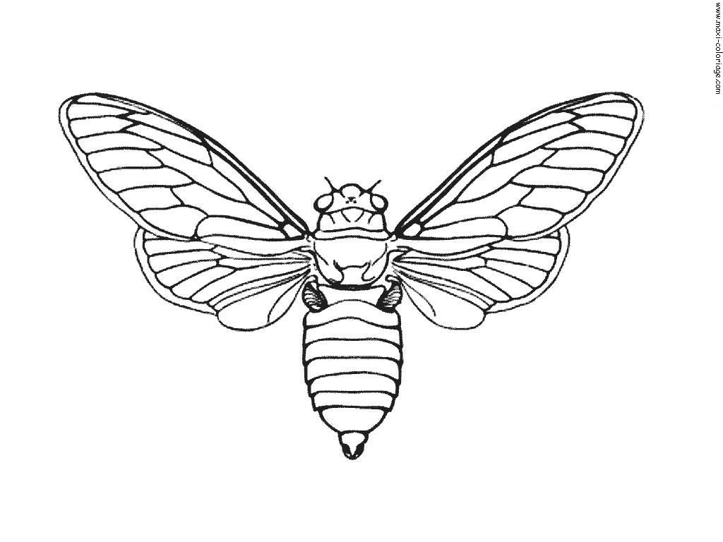 Moth coloring #18, Download drawings
