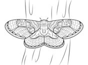 Moth coloring #14, Download drawings