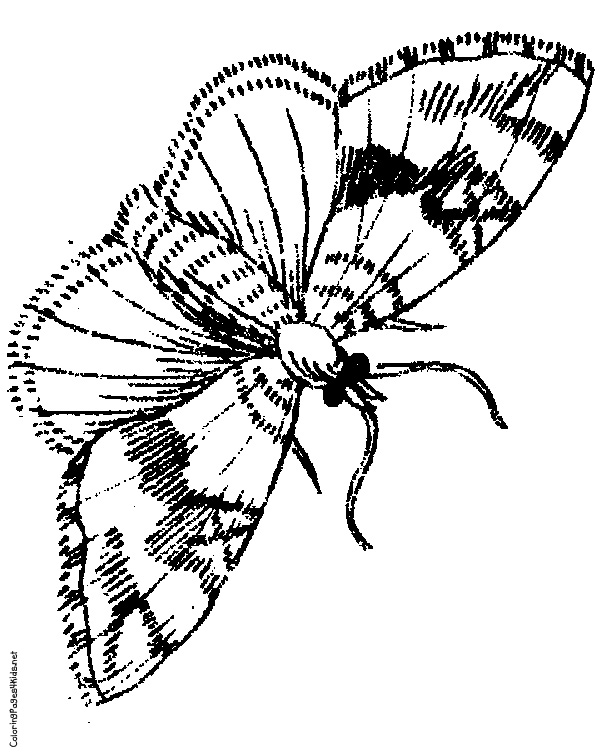 Moth coloring #17, Download drawings