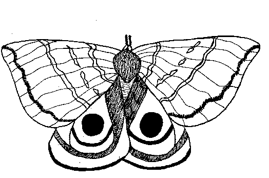 Moth coloring #5, Download drawings
