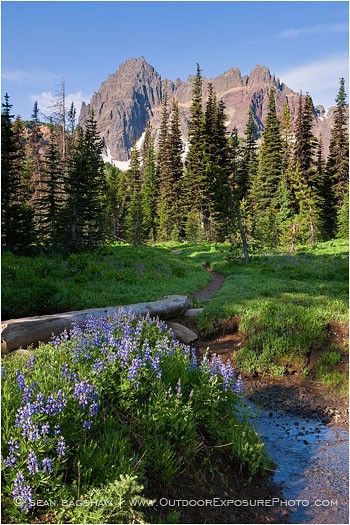Mount Three Fingered Jack clipart #16, Download drawings